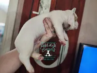 Discord, a male Basset Hound for sale in Show Low, AZ – 3 of 9