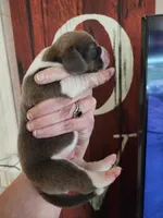 Freedom, a male Basset Hound for sale in Show Low, AZ – 6 of 7