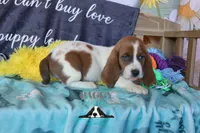 Tahiti, a female Basset Hound for sale in Mesa, AZ – 7 of 10
