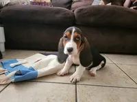 Sally May, a female Basset Hound for sale in Show Low, AZ – 4 of 10