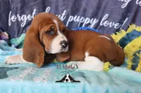 Simea, a female Basset Hound for sale in Mesa, AZ – 10 of 10