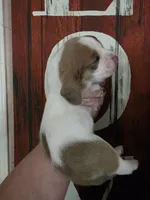 Volumia, a female Basset Hound for sale in Show Low, AZ – 5 of 8