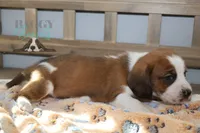 processed/cb8bd5fb-a62b-443f-8d33-b4817364ef2b/listing/4ac41dda-db39-4412-8732-9d976ad1b0b2/284212ad-023e-402d-ba70-04fac659c074