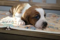 processed/cb8bd5fb-a62b-443f-8d33-b4817364ef2b/listing/4ac41dda-db39-4412-8732-9d976ad1b0b2/a89efa8f-2690-4552-b044-ac6e0fa52e5f