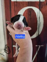 Fidel, a male Basset Hound for sale in Show Low, AZ – 2 of 5