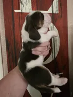 Lucy Gray, a female Basset Hound for sale in Show Low, AZ – 4 of 9
