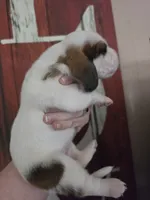 Tigress, a female Basset Hound for sale in Show Low, AZ – 4 of 8