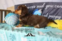 Curious George , a male Miniature Dachshund for sale in Mesa, AZ – 5 of 10