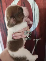 HeiHei, a male Basset Hound for sale in Mesa, AZ – 5 of 10