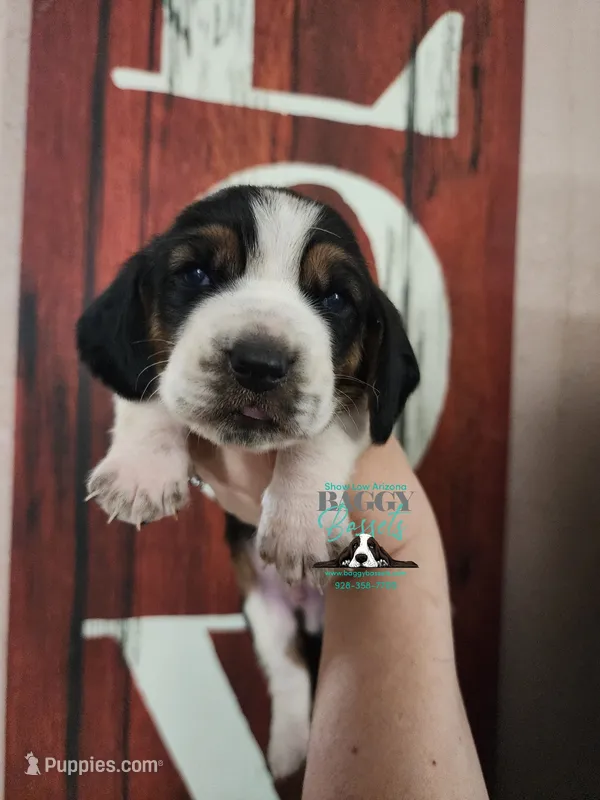 Fidel – Basset Hound puppy for sale in Show Low, AZ