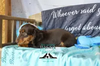 Penny, a female Miniature Dachshund for sale in Mesa, AZ – 8 of 10