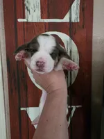 Lucy Gray, a female Basset Hound for sale in Show Low, AZ – 6 of 9