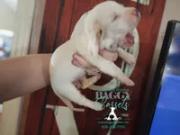 Flurry, a female Basset Hound for sale in Show Low, AZ – 4 of 8
