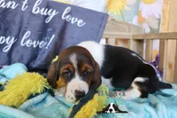 Sina, a female Basset Hound for sale in Mesa, AZ – 2 of 10