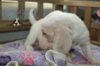 Effie, a female Basset Hound for sale in Mesa, AZ – Photo 5 of 10