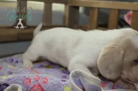 Effie, a female Basset Hound for sale in Mesa, AZ – Photo 4 of 10