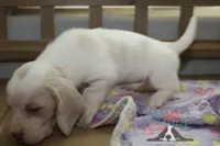 Effie, a female Basset Hound for sale in Mesa, AZ – Photo 3 of 10