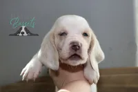 Effie, a female Basset Hound for sale in Mesa, AZ – Photo 1 of 10