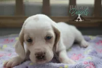 Effie, a female Basset Hound for sale in Mesa, AZ – Photo 9 of 10