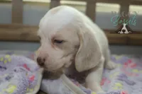 Effie, a female Basset Hound for sale in Mesa, AZ – Photo 8 of 10