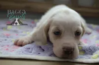 Effie, a female Basset Hound for sale in Mesa, AZ – Photo 7 of 10