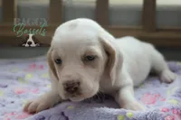 Effie, a female Basset Hound for sale in Mesa, AZ – Photo 10 of 10