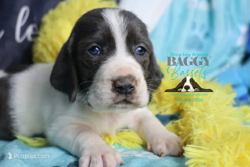 Maui – Basset Hound puppy for sale in Mesa, AZ