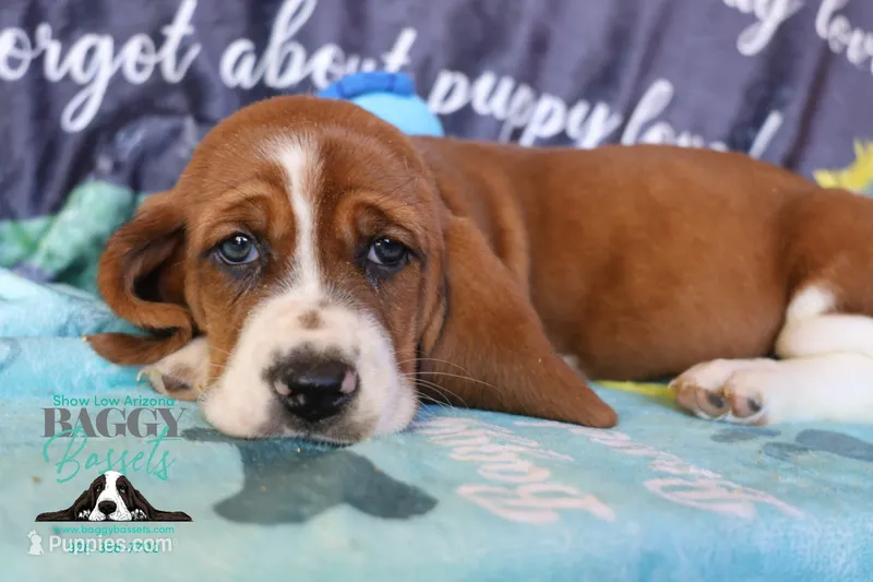 Simea – Basset Hound puppy for sale in Mesa, AZ
