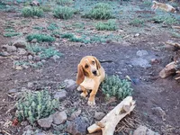 Nala, a female Basset Hound for sale in Mesa, AZ – 3 of 10