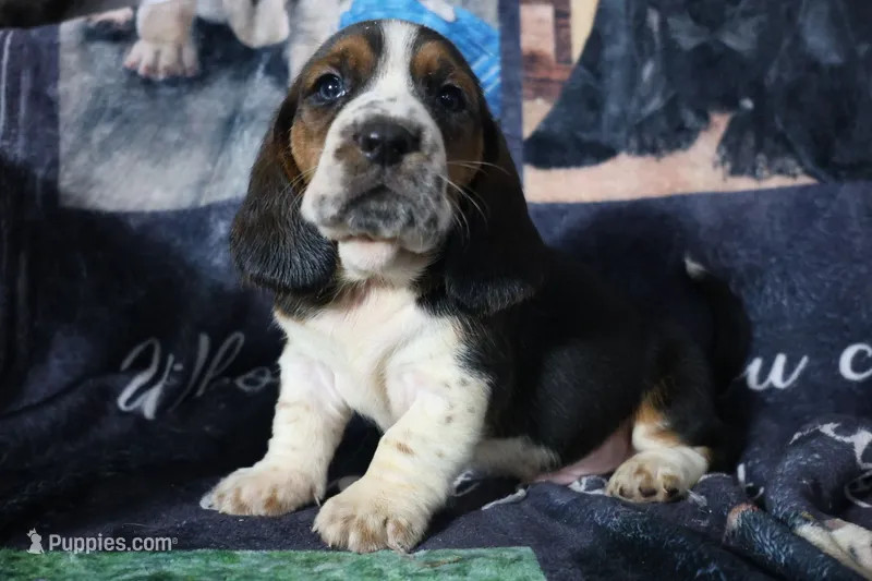 Fidel – Basset Hound puppy for sale in Show Low, AZ