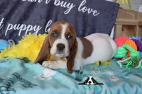 Tahiti, a female Basset Hound for sale in Mesa, AZ – 6 of 10