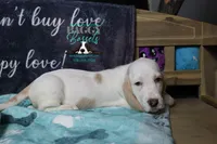 Celestia blue eyes & lace ear, a female Basset Hound for sale in Show Low, AZ – 8 of 10
