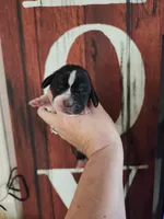 Liberty, a female Basset Hound for sale in Show Low, AZ – 4 of 6