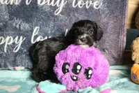 Duke, a male Miniature Schnauzer and Cavalier King Charles Spaniel for sale in Show Low, AZ – 5 of 5
