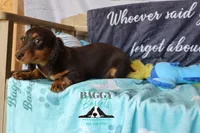 Penny, a female Miniature Dachshund for sale in Mesa, AZ – 4 of 10