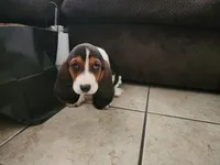Sally May, a female Basset Hound for sale in Show Low, AZ – 9 of 10
