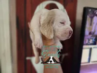 Celestia, a female Basset Hound for sale in Show Low, AZ – 2 of 8