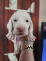 Shining Armor , a male Basset Hound for sale in Show Low, AZ – 4 of 10