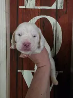 Sejanus lace ear & blue eyes, a male Basset Hound for sale in Show Low, AZ – 9 of 10