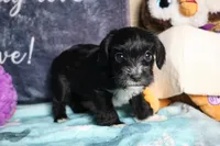 Daisy, a female Miniature Schnauzer and Cavalier King Charles Spaniel for sale in Show Low, AZ – 7 of 10
