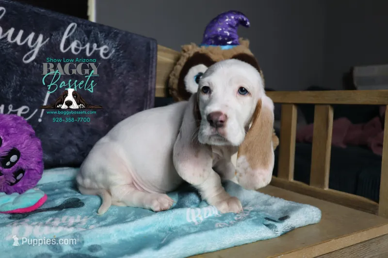 Cadence blue eyes lace ear – Basset Hound puppy for sale in Show Low, AZ