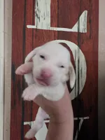 Casca Highbottom lace ears & blue eyes, a male Basset Hound for sale in Show Low, AZ – 2 of 10