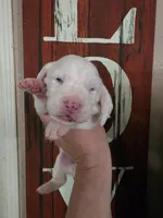 Coryo Snow lace ears & blue eyes, a male Basset Hound for sale in Show Low, AZ – 8 of 8