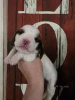 Tigress, a female Basset Hound for sale in Show Low, AZ – 5 of 8