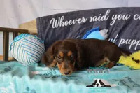 Curious George , a male Miniature Dachshund for sale in Mesa, AZ – 2 of 10