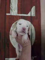 Sejanus lace ear & blue eyes, a male Basset Hound for sale in Show Low, AZ – 6 of 10