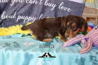 Curious George , a male Miniature Dachshund for sale in Mesa, AZ – 7 of 10