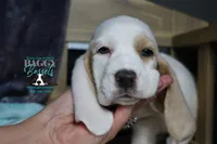 Flurry blue eyes & lace ear, a female Basset Hound for sale in Show Low, AZ – 2 of 10