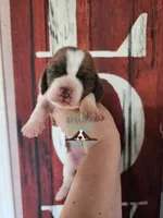 Tahiti, a female Basset Hound for sale in Mesa, AZ – 5 of 8