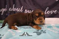 Curious George , a male Miniature Dachshund for sale in Mesa, AZ – 4 of 10